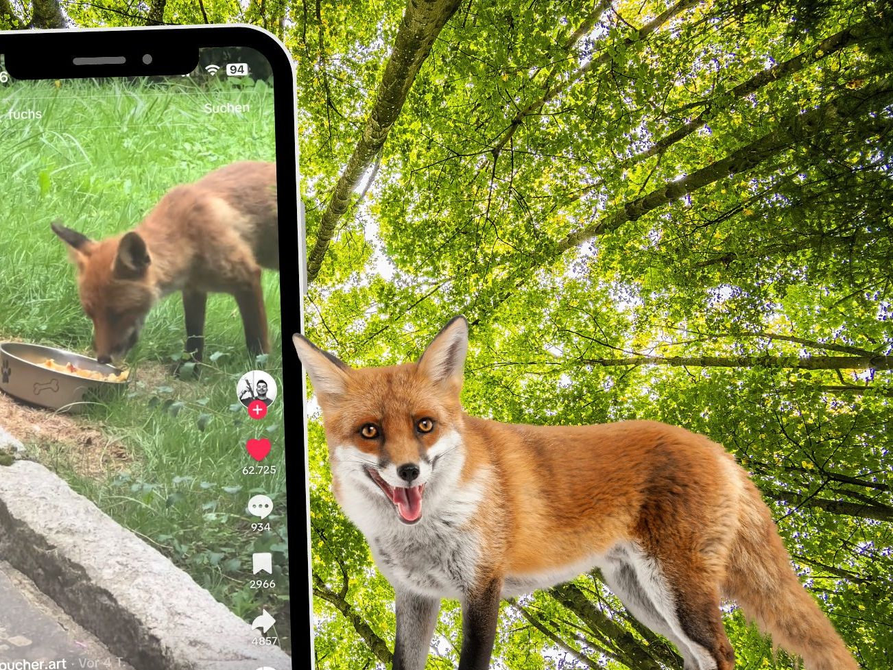 Seit vier Jahren bekommt eine ältere Dame täglich Besuch von einem wilden Fuchs.