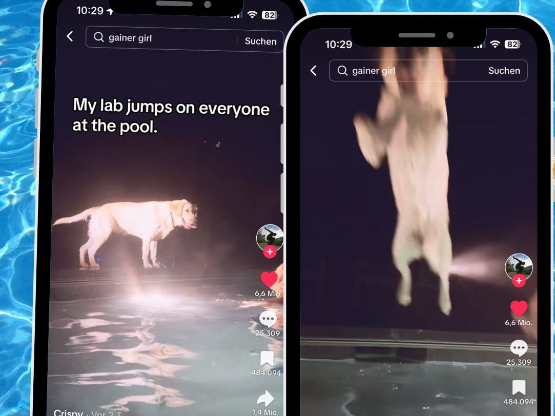 Ein Abend im Pool sollte für Entspannung sorgen, doch ein verspielter Labrador hat andere Pläne.