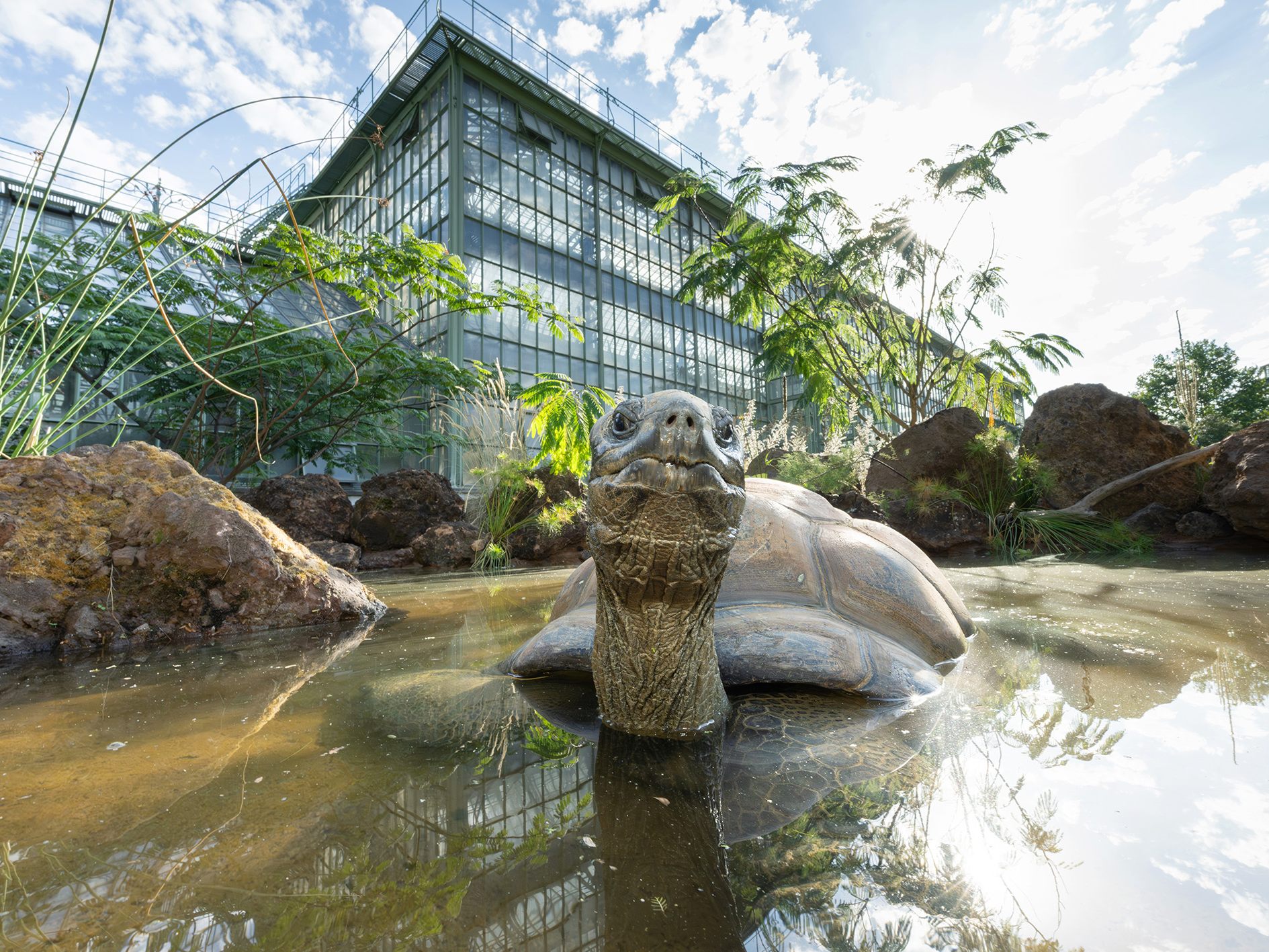 Neues Zuhause für die Riesenschildkröten.