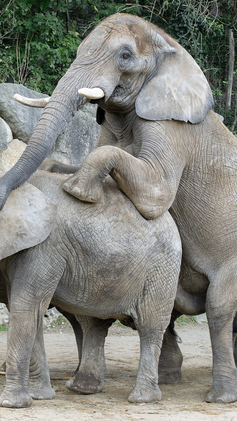 Elefantenkuh "Numbi" wurde auf natürlichem Weg trächtig.