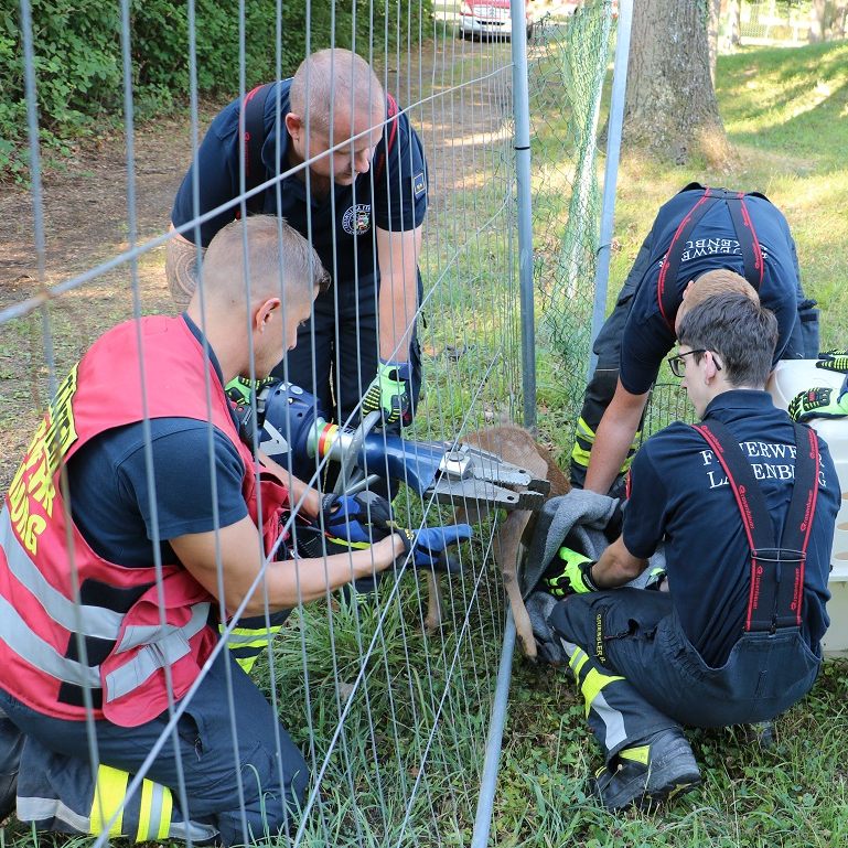 Ein Reh steckte in einem Zaun im Schlosspark Laxenburg fest.