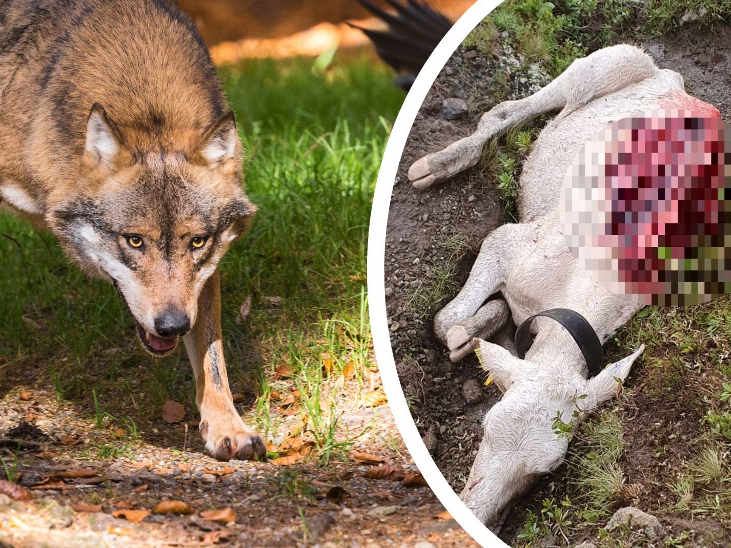 Ausweitung der Wolfsabschussverordnung durch die BH Bregenz Ausweitung der Wolfsabschussverordnung durch die BH Bregenz