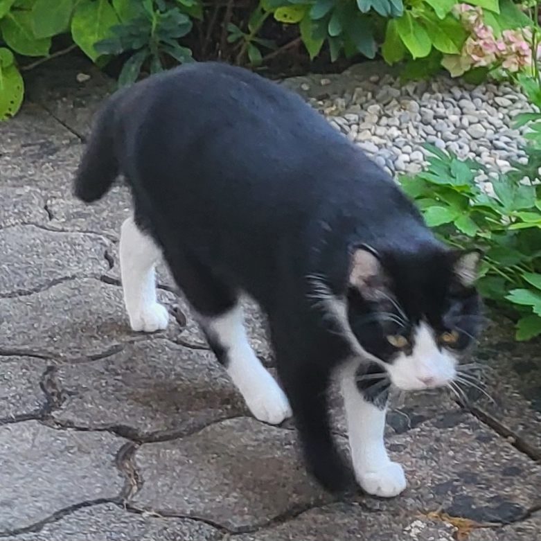 Uugelaufener schwarz-weißer Kater.