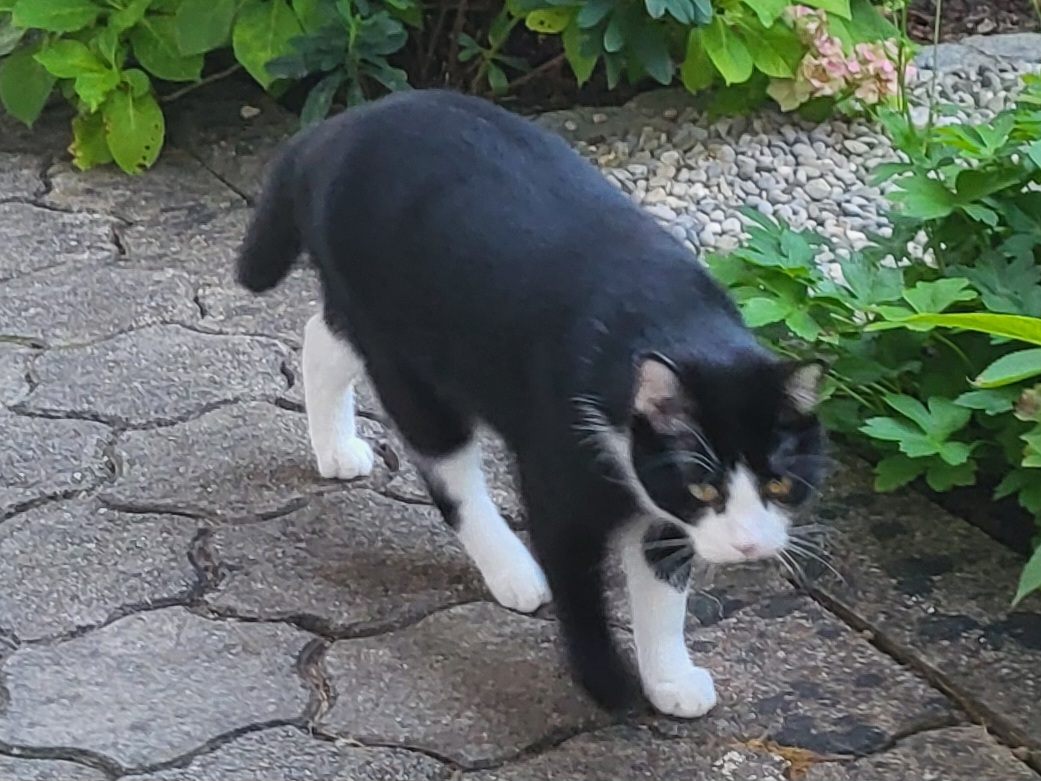 Uugelaufener schwarz-weißer Kater.