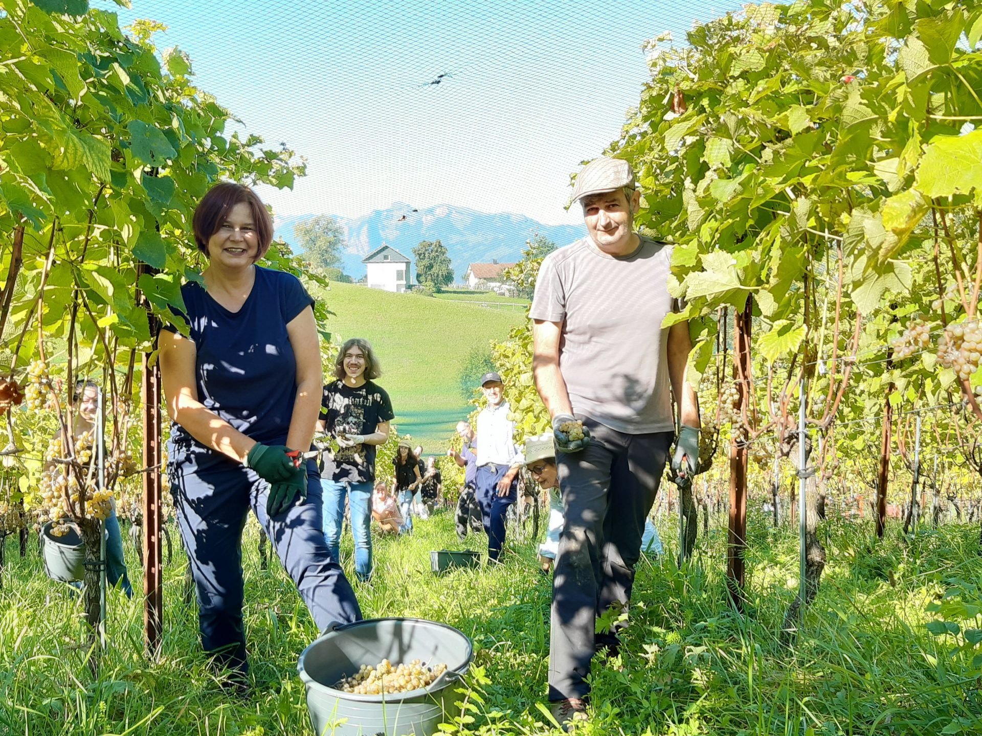 In Batschuns ging die erste von zwei Weinlesen über die Bühne.