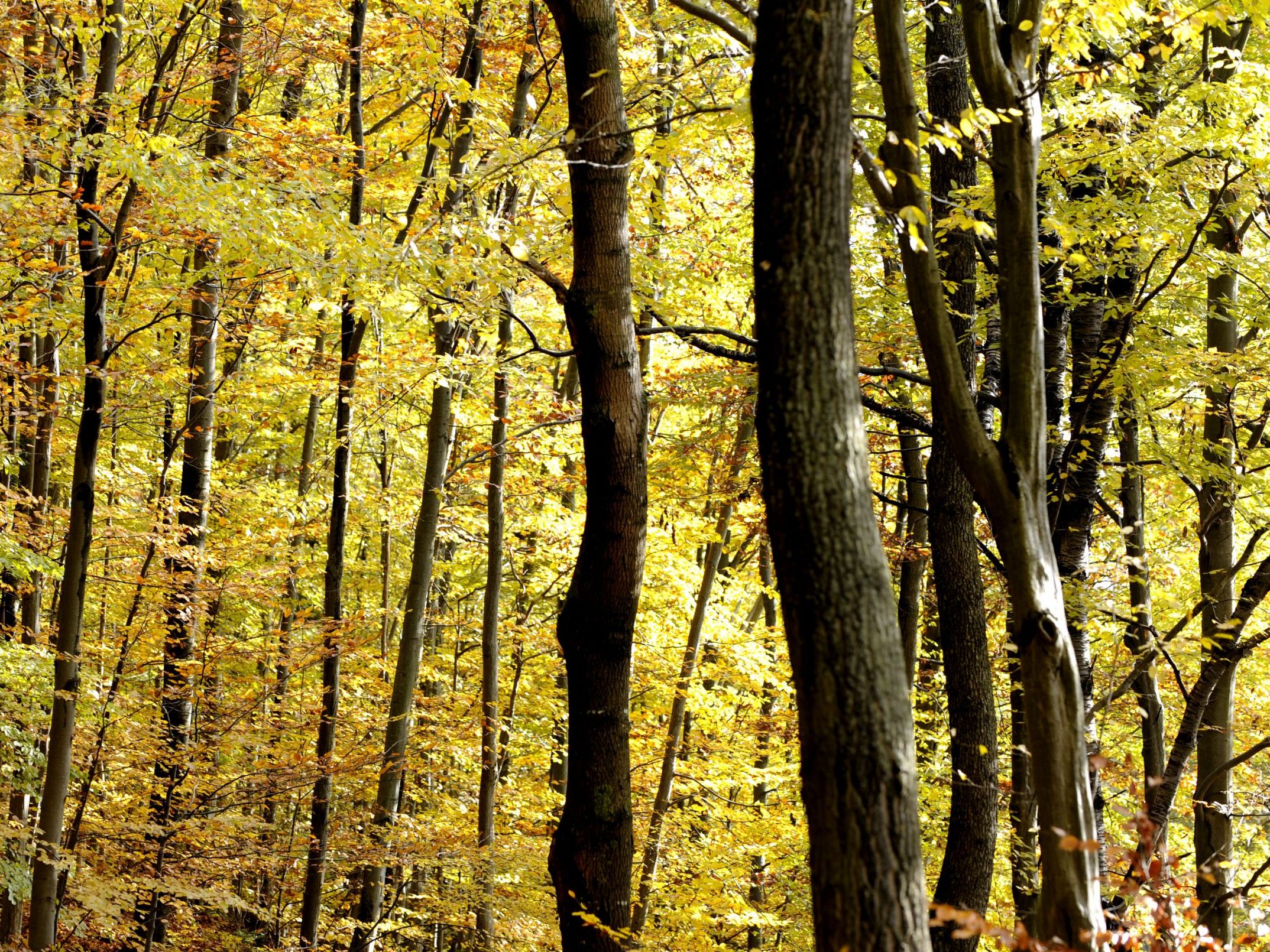 Vier Klimaschulen im "Zukunftsraum Wienerwald" starten. Vier Klimaschulen im "Zukunftsraum Wienerwald" starten.