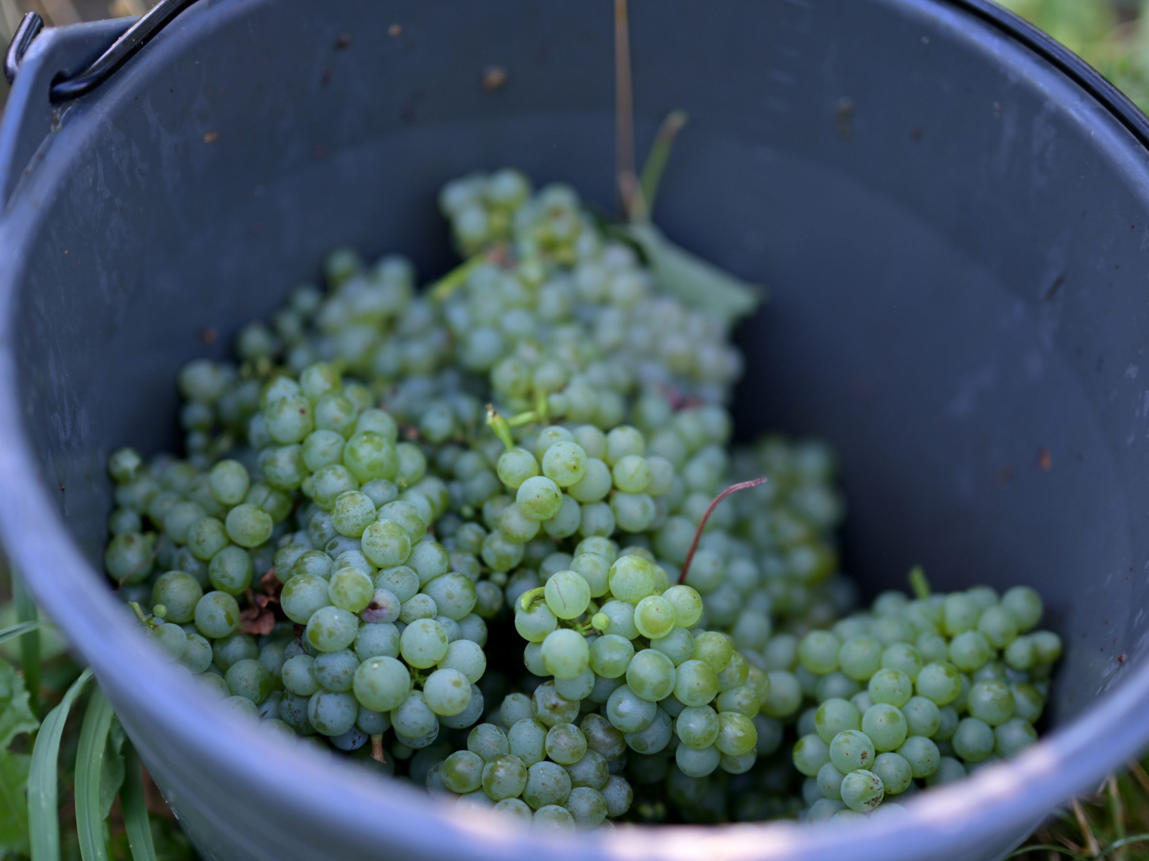 Die Weinlese hat vielerorts schon begonnen. Die Weinlese hat vielerorts schon begonnen.