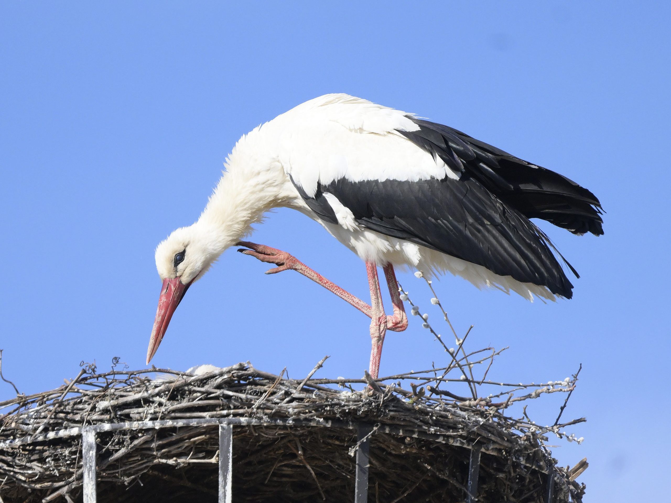 Ein Storch heuer in Rust am Neusiedler See. Ein Storch heuer in Rust am Neusiedler See.