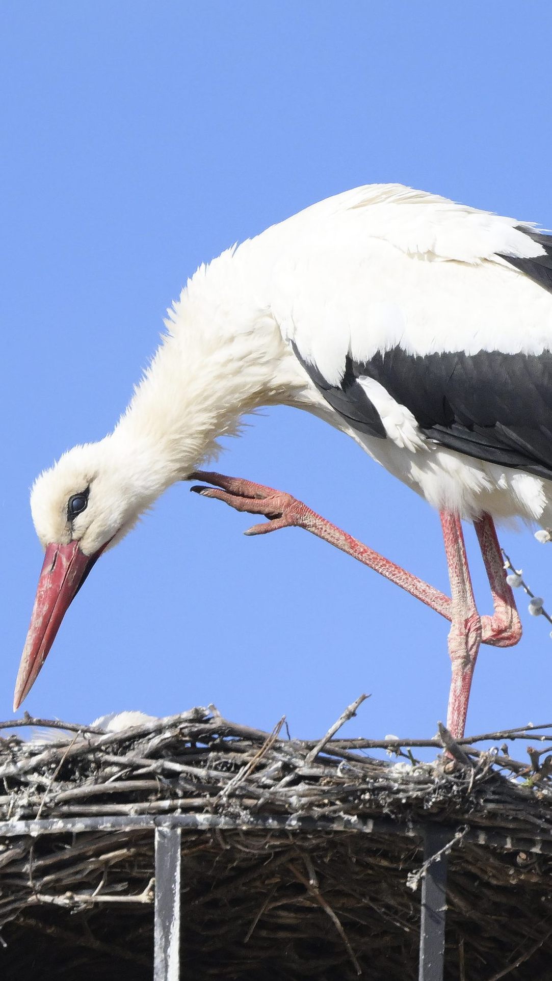 Ein Storch heuer in Rust am Neusiedler See.