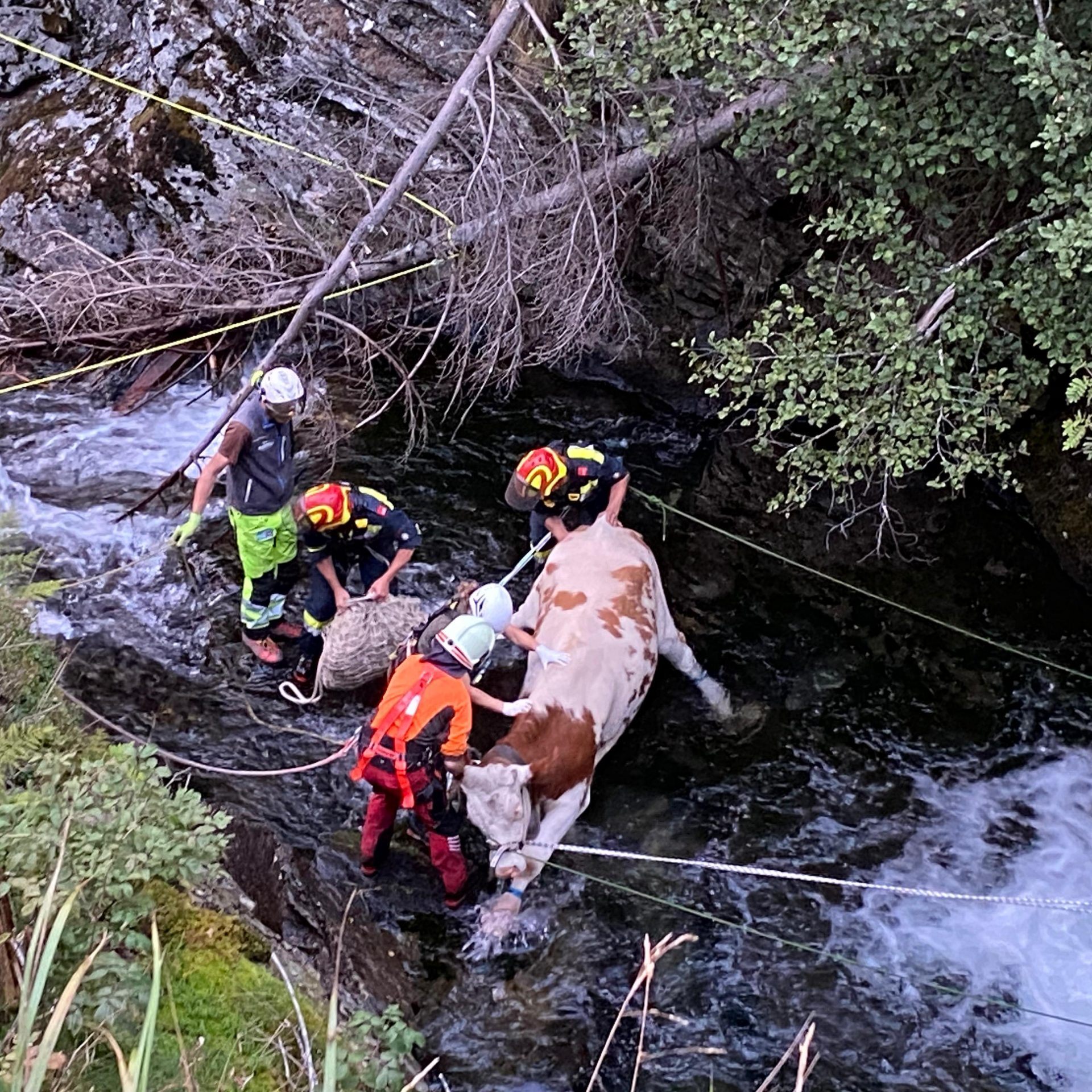 Der Kuh in der Steiermark wurde geholfen.
