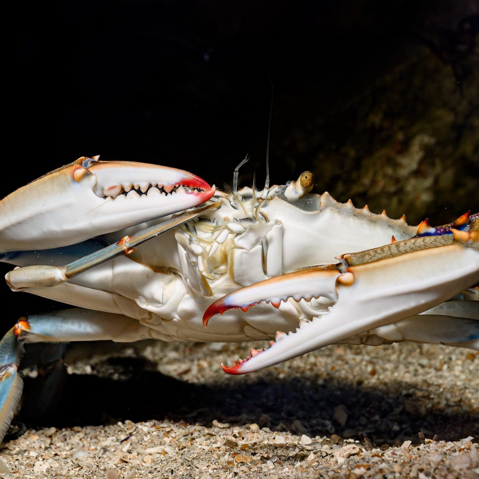 Blaue Schwimmkrabben ins Wiener Haus des Meeres gezogen.
