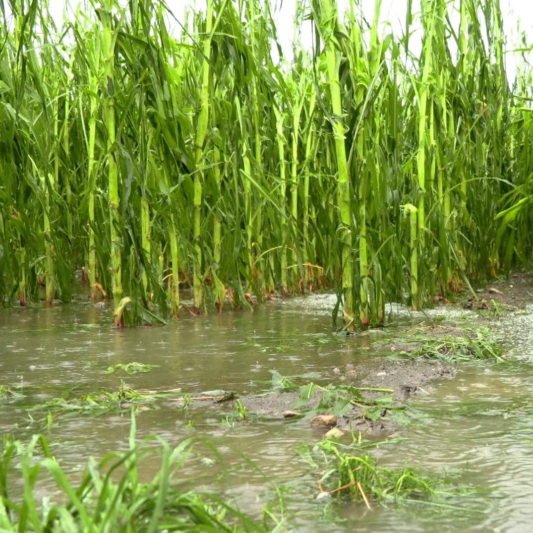 Die Bauern bangen wegen dem Unwetter um die noch nicht eingeholte Ernte.
