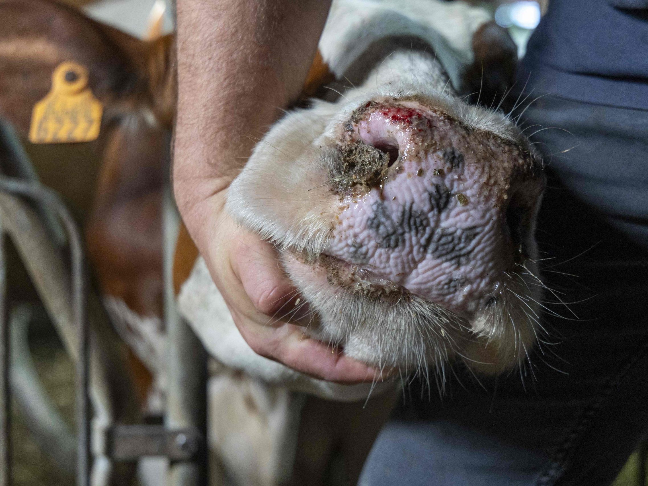 Keine Infektionsgefahr für Menschen - weitreichende Folgen für nicht geimpfte Tiere