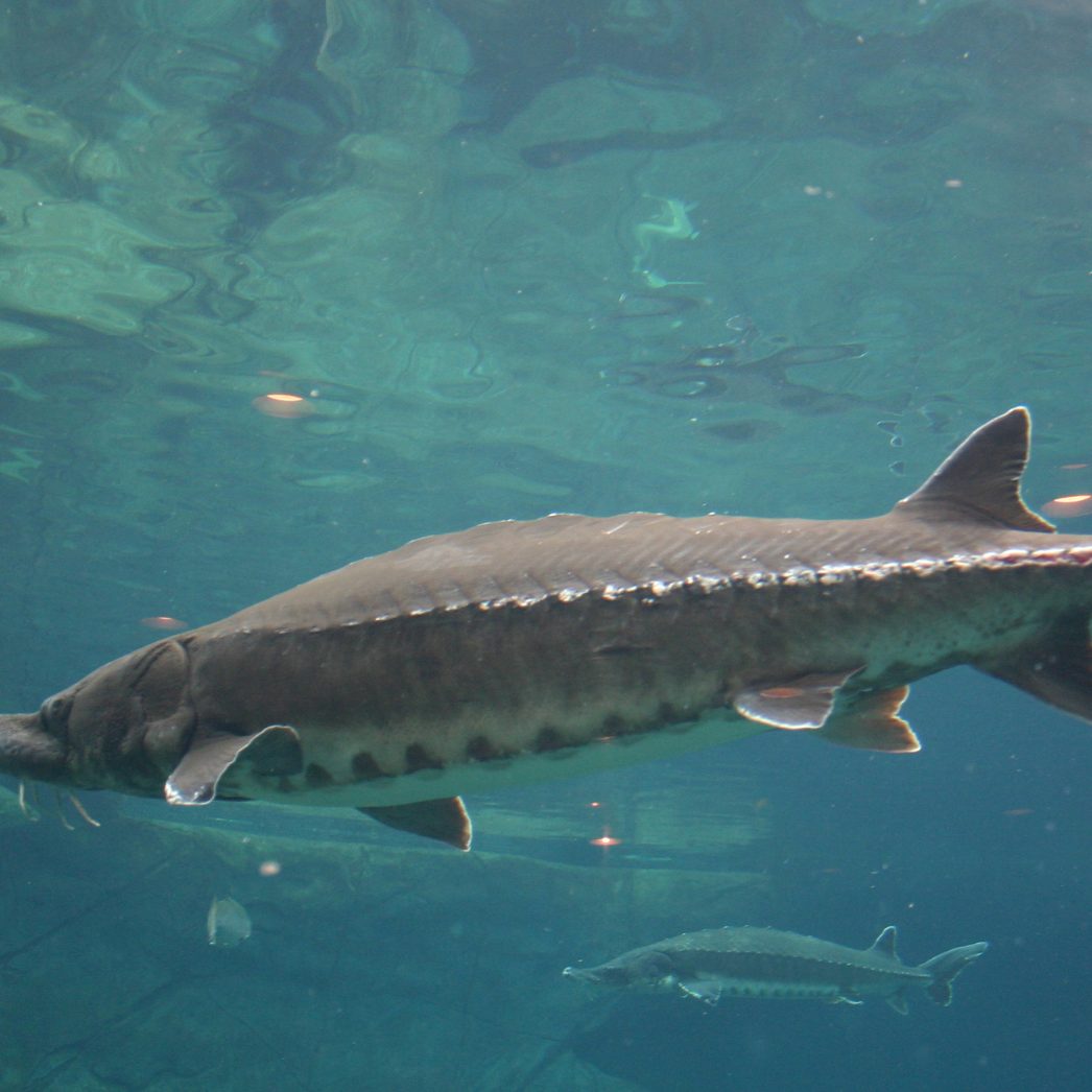 Störe sind vom Aussterben bedroht.