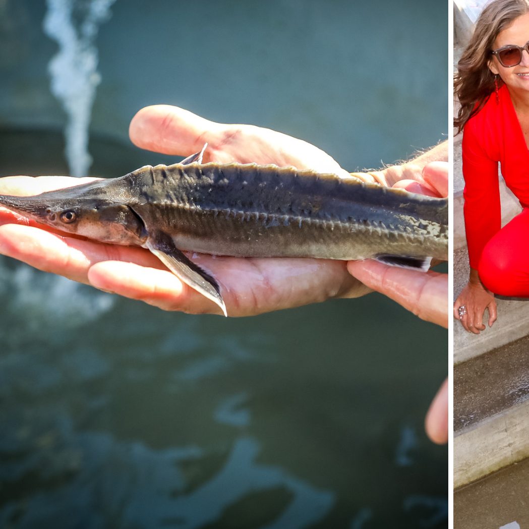 Die Stadt Wien baut eine Anlegestelle für die schwimmende Aufzuchtstation.