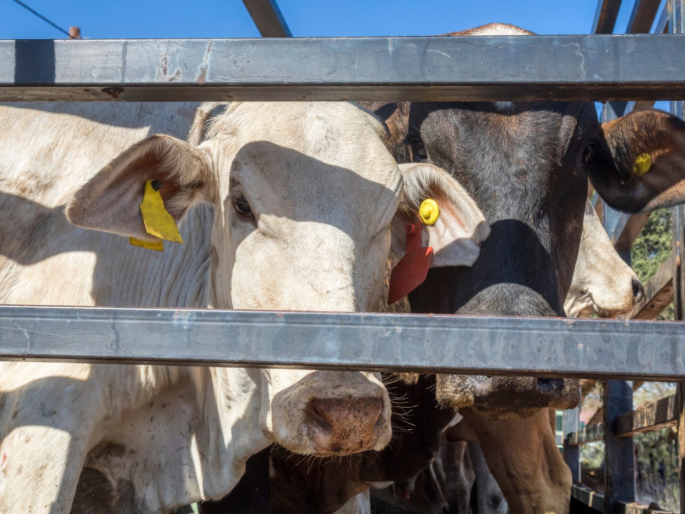 Ab Freitag gelten strengere Regeln für Tiertransporte.