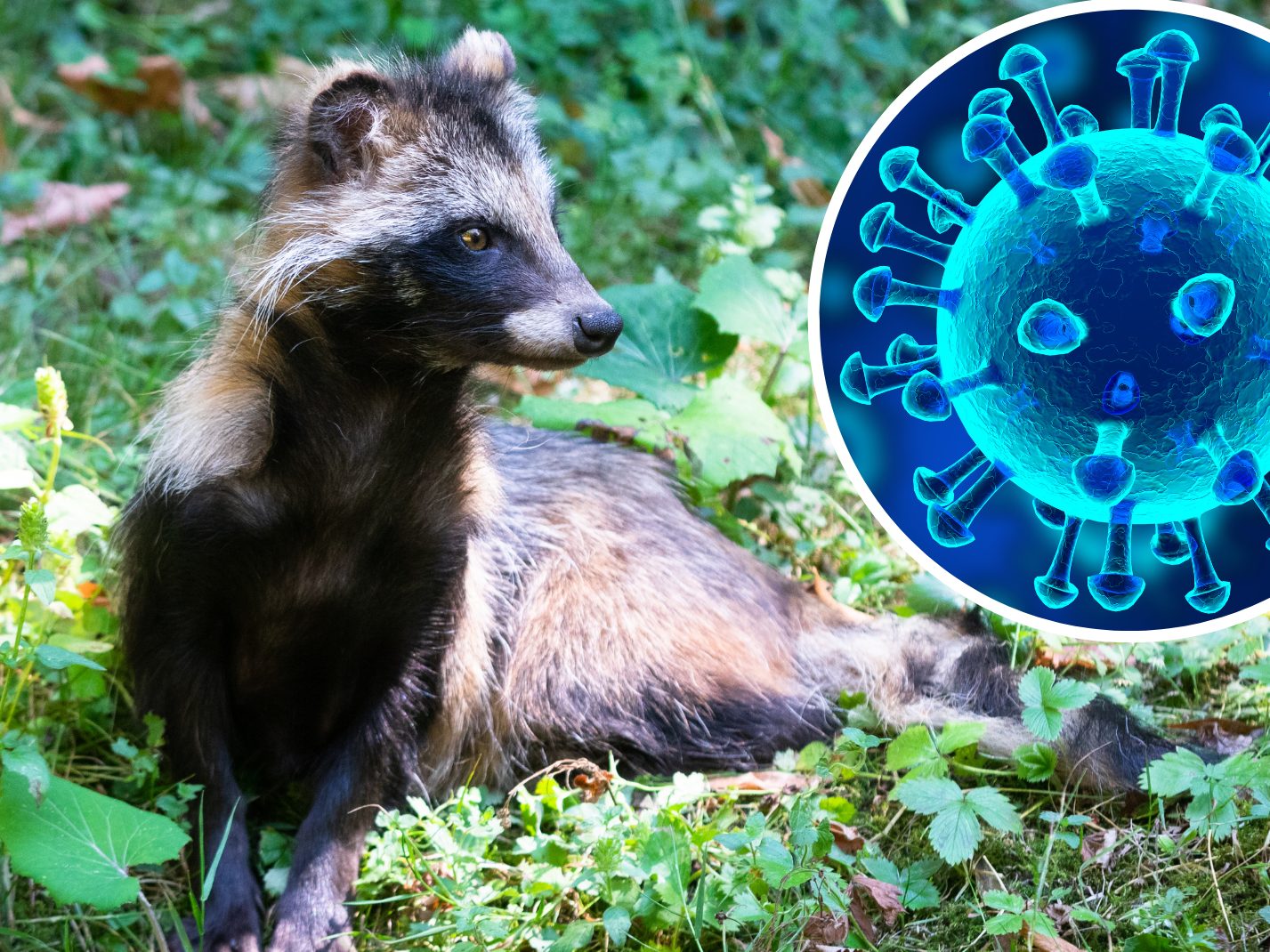 Sars-CoV-2-Virus kommt laut einer Studie vermutlich von Wildtieren. Sars-CoV-2-Virus kommt laut einer Studie vermutlich von Wildtieren.