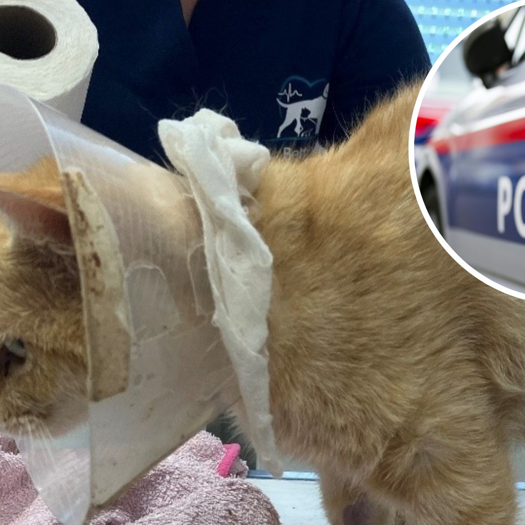 Der Besitzer der Katze und der Schütze werden gesucht.