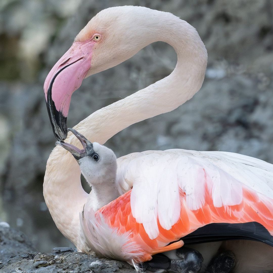 Nach einer vierjährigen Baby-Pause freut man sich über Flamingo-Nachwuchs.