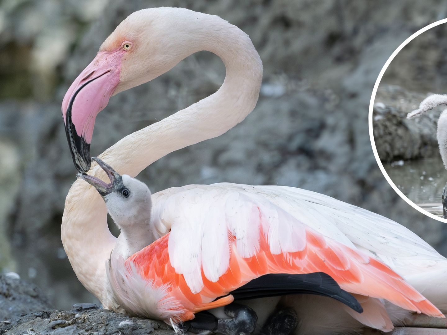Nach einer vierjährigen Baby-Pause freut man sich über Flamingo-Nachwuchs.