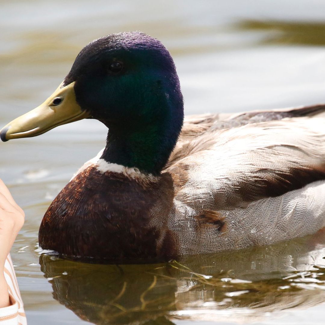 Was steckt hinter dem "Enten-Syndrom"?