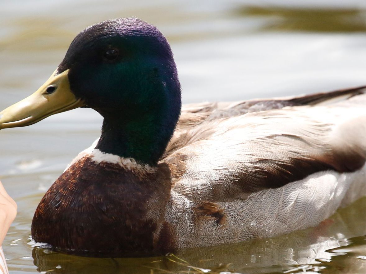 Was steckt hinter dem "Enten-Syndrom"?