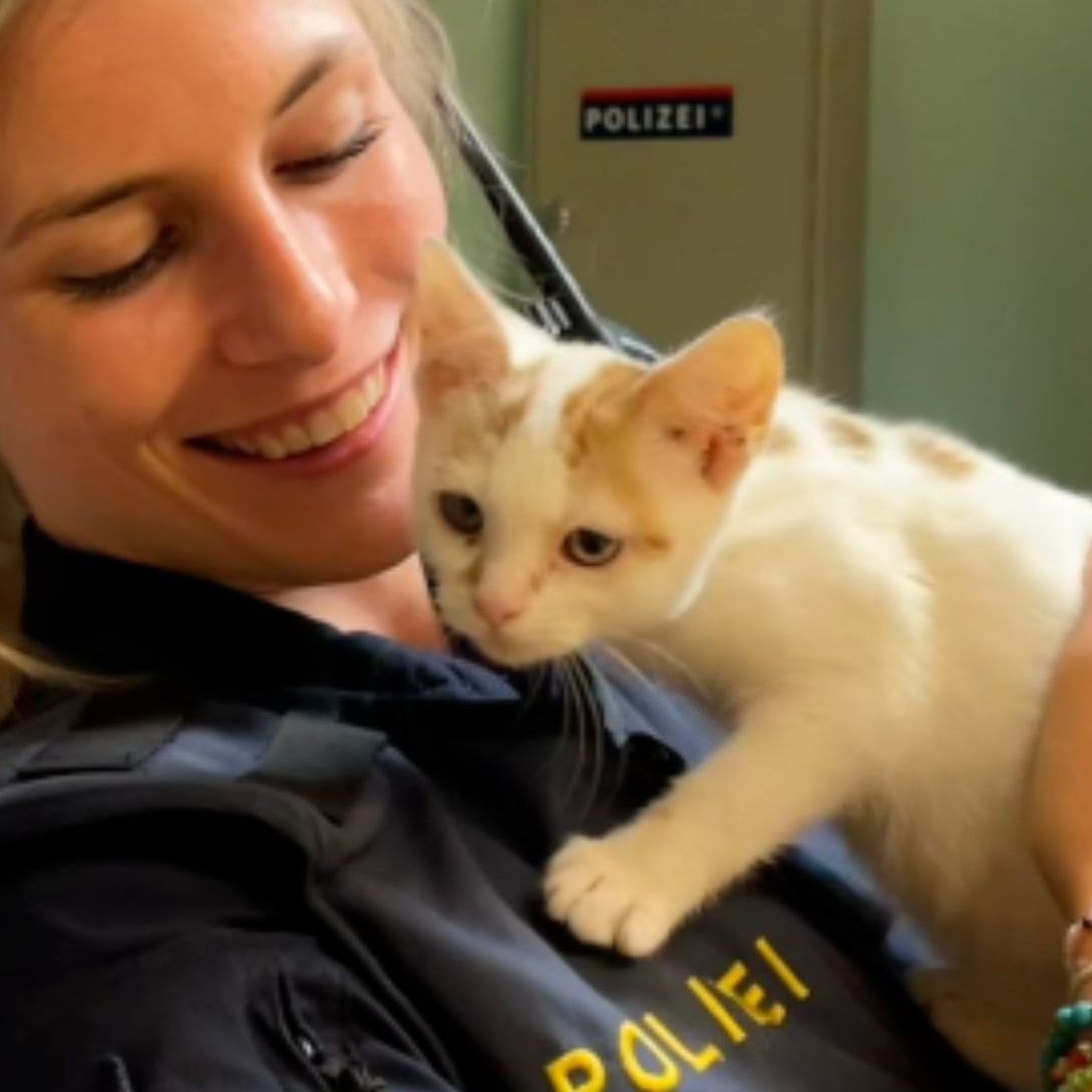 Der Stubentiger wurde zum Glück nicht verletzt.