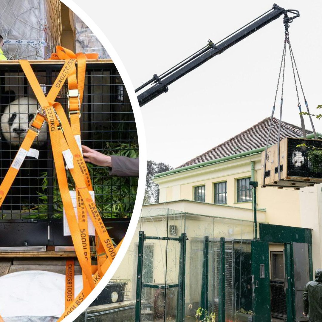 Am Freitag begaben sich die Schönbrunner Pandas auf ihre Reise nach China.