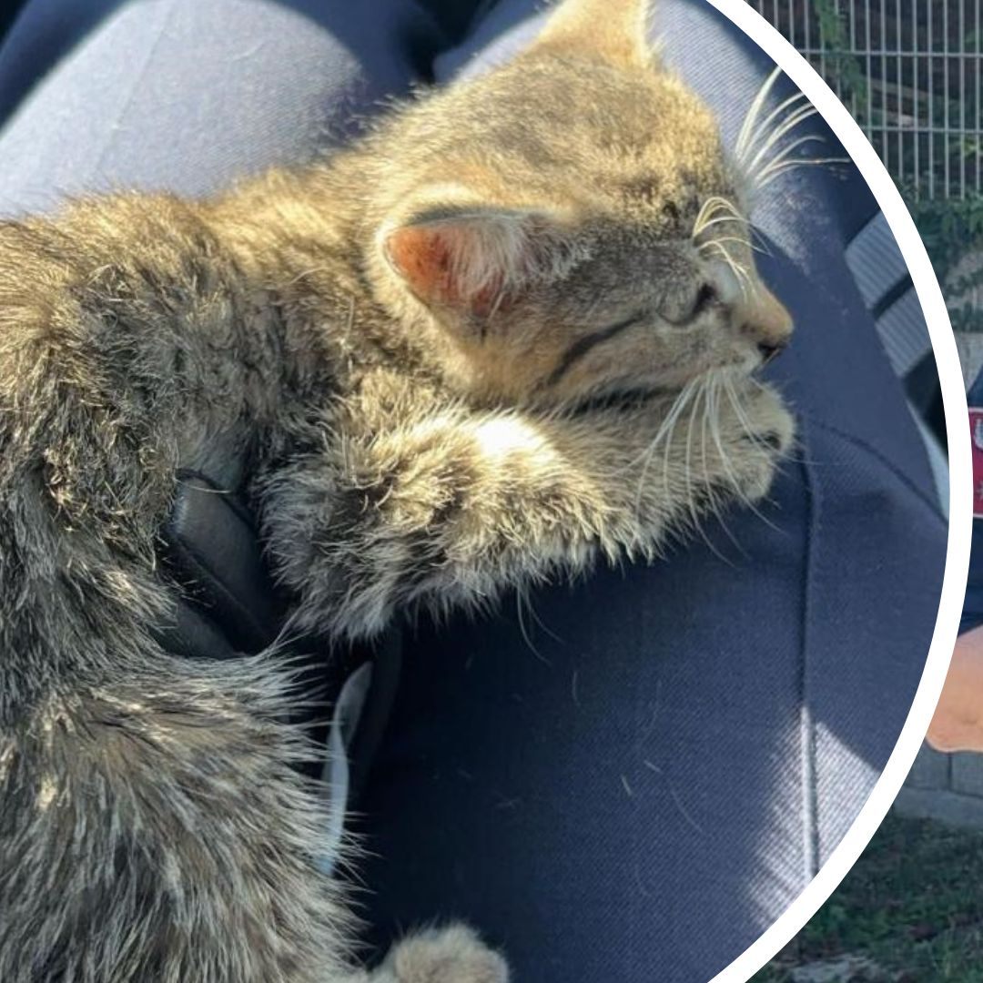 Der kleine Kater wurde unverletzt aus seiner misslichen Lage befreit.