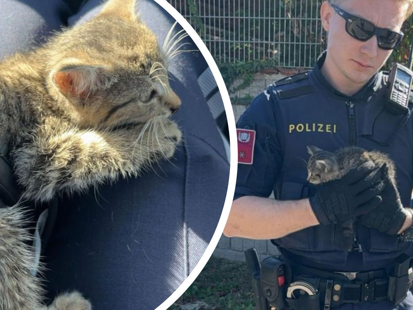 Der kleine Kater wurde unverletzt aus seiner misslichen Lage befreit. Der kleine Kater wurde unverletzt aus seiner misslichen Lage befreit.