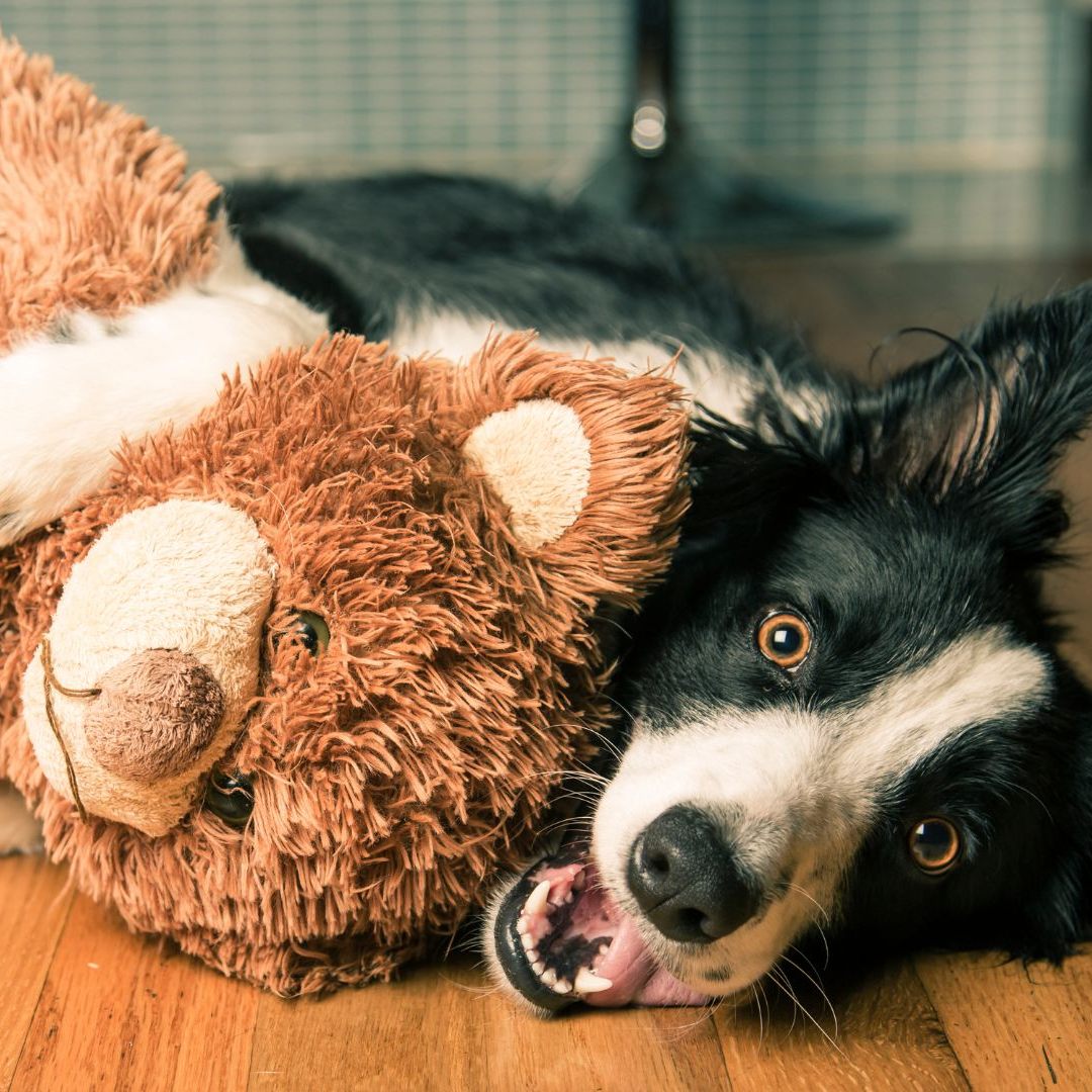 Hochtalentierte Hunde können sich Wörter jahrelang merken.