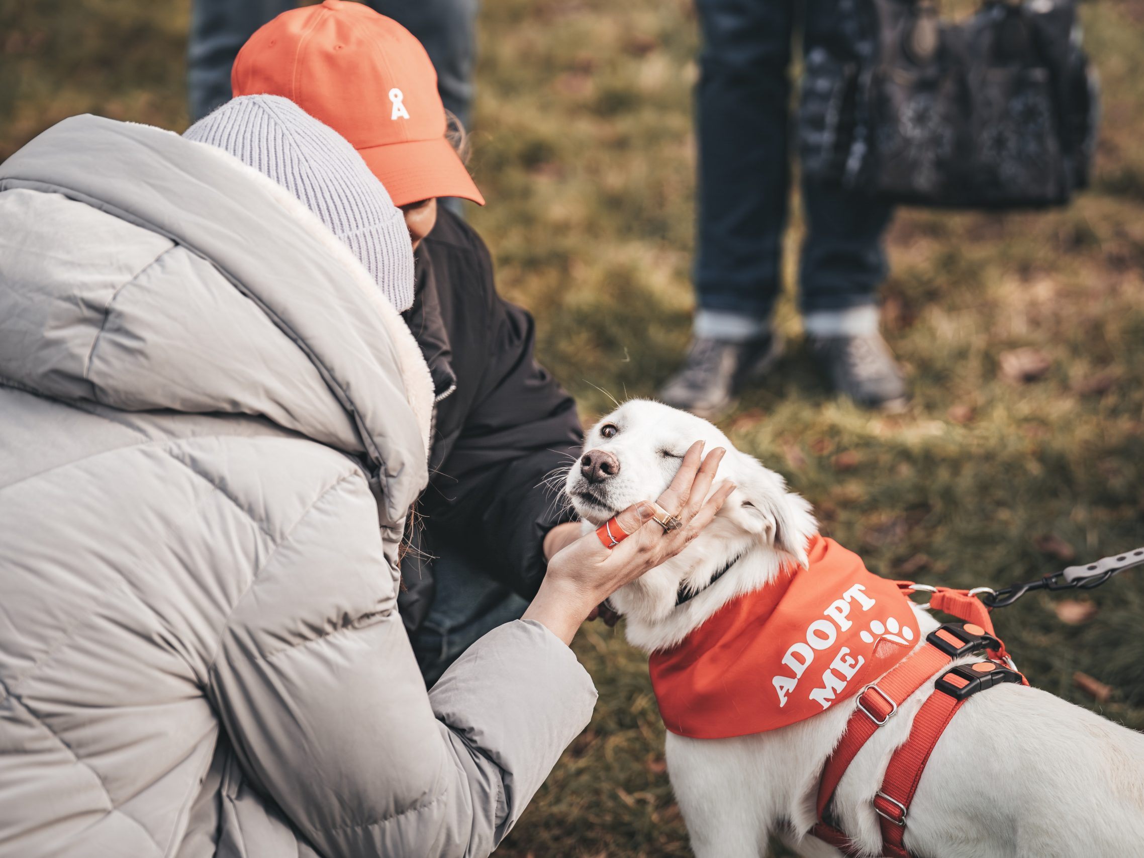 Die Adoptionshunde tragen beim "Bark Date" im Prater ein rotes Halstuch.