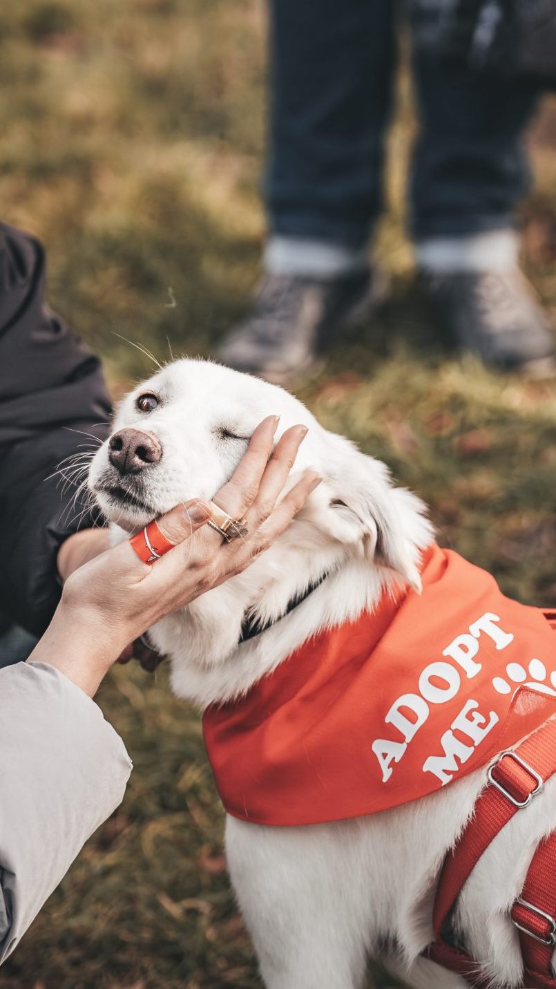 Die Adoptionshunde tragen beim "Bark Date" im Prater ein rotes Halstuch.