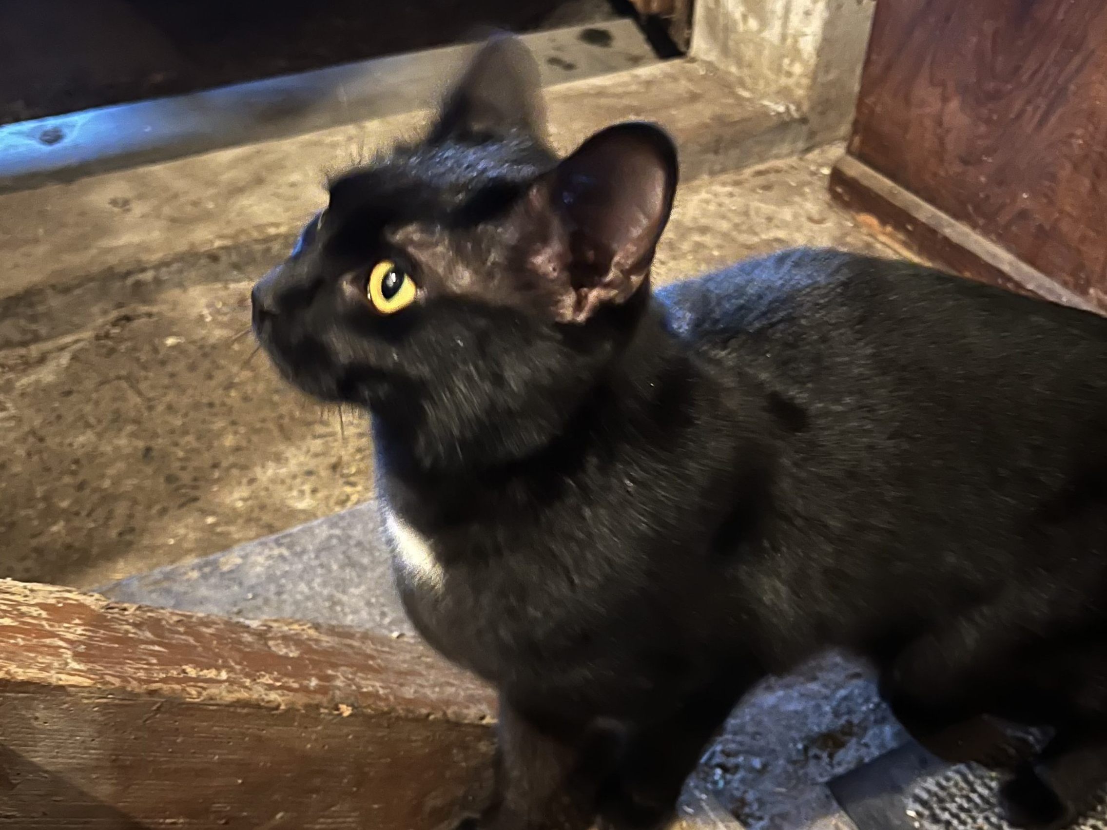 Fundkatze