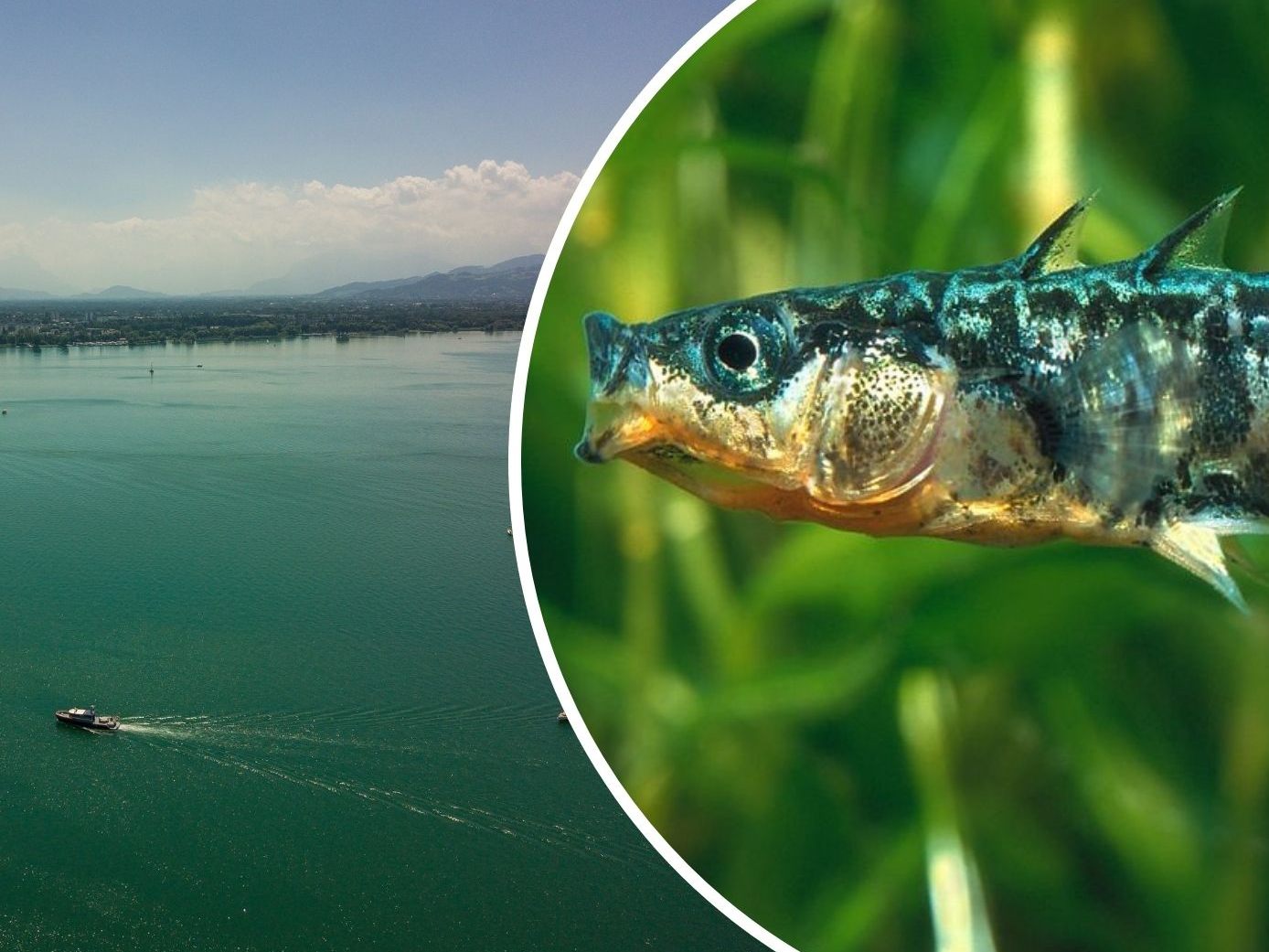 Derzeit beschäftigt ein rätselhaftes Massensterben im Bodensee die Experten.