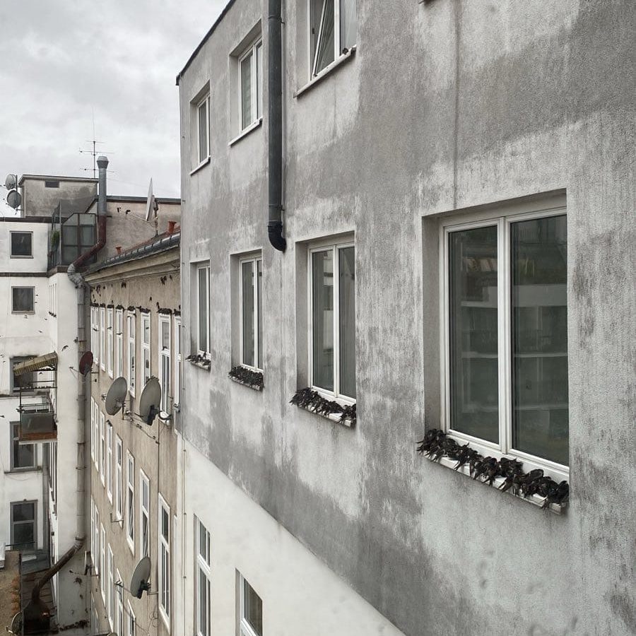 Das Bild zeigt mehrere Schwalben.