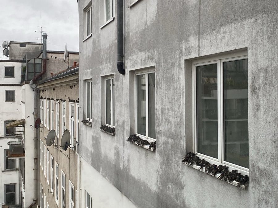 Das Bild zeigt mehrere Schwalben. Das Bild zeigt mehrere Schwalben.