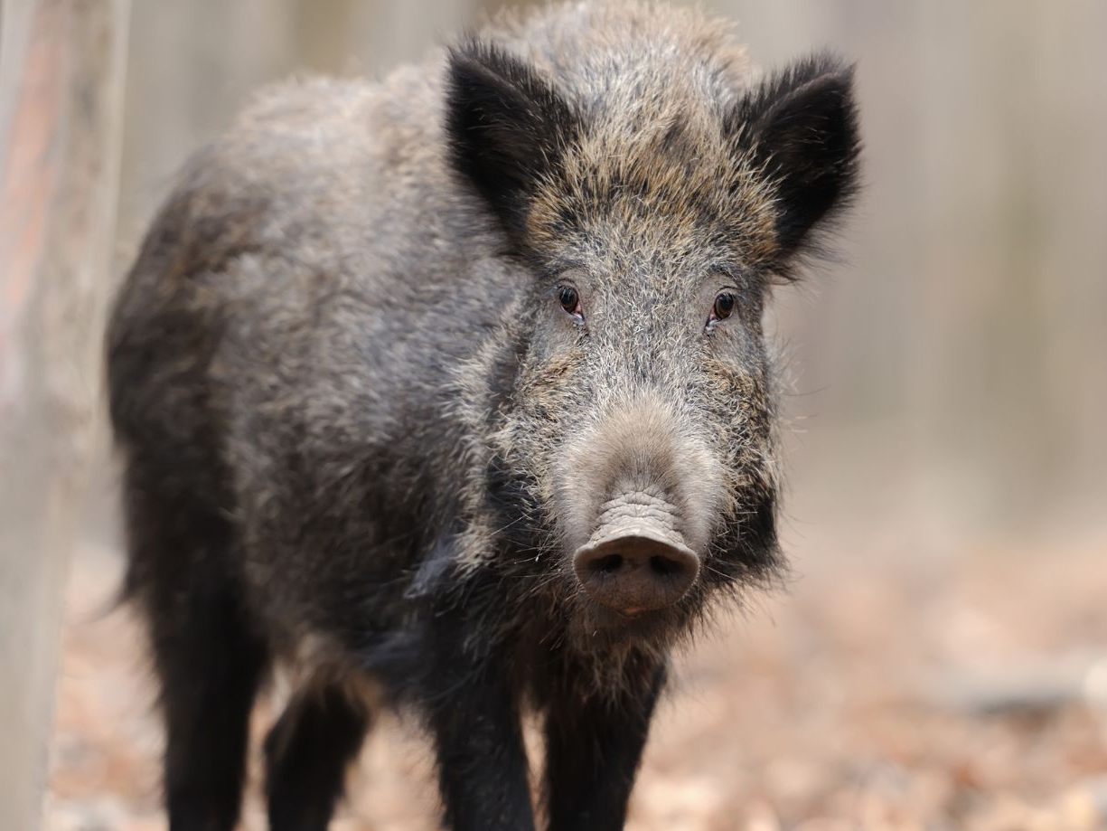 Bei einem Wildschwein-Angriff ringte ein Mann 20 Minuten mit dem Tier. (Symbolbild)