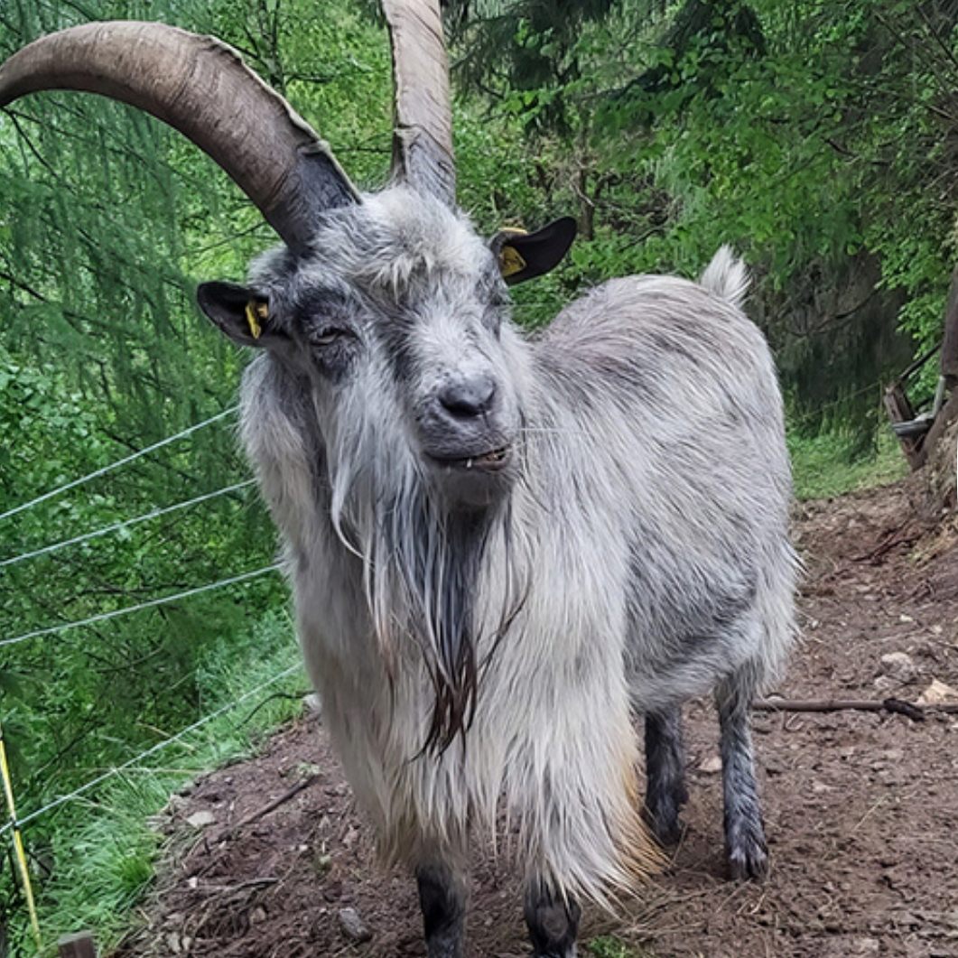 Ziegenbock "Peter" ist direkt nach seiner Ankunft ausgebüxt, Ziegenhirte Marcel Gruber sucht ihn.
