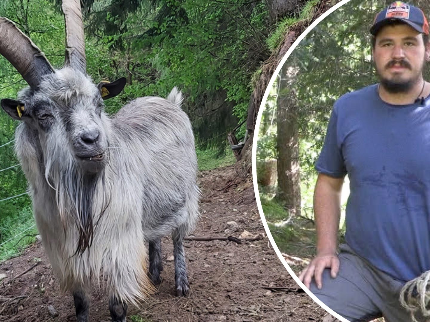 Ziegenbock "Peter" ist direkt nach seiner Ankunft ausgebüxt, Ziegenhirte Marcel Gruber sucht ihn.