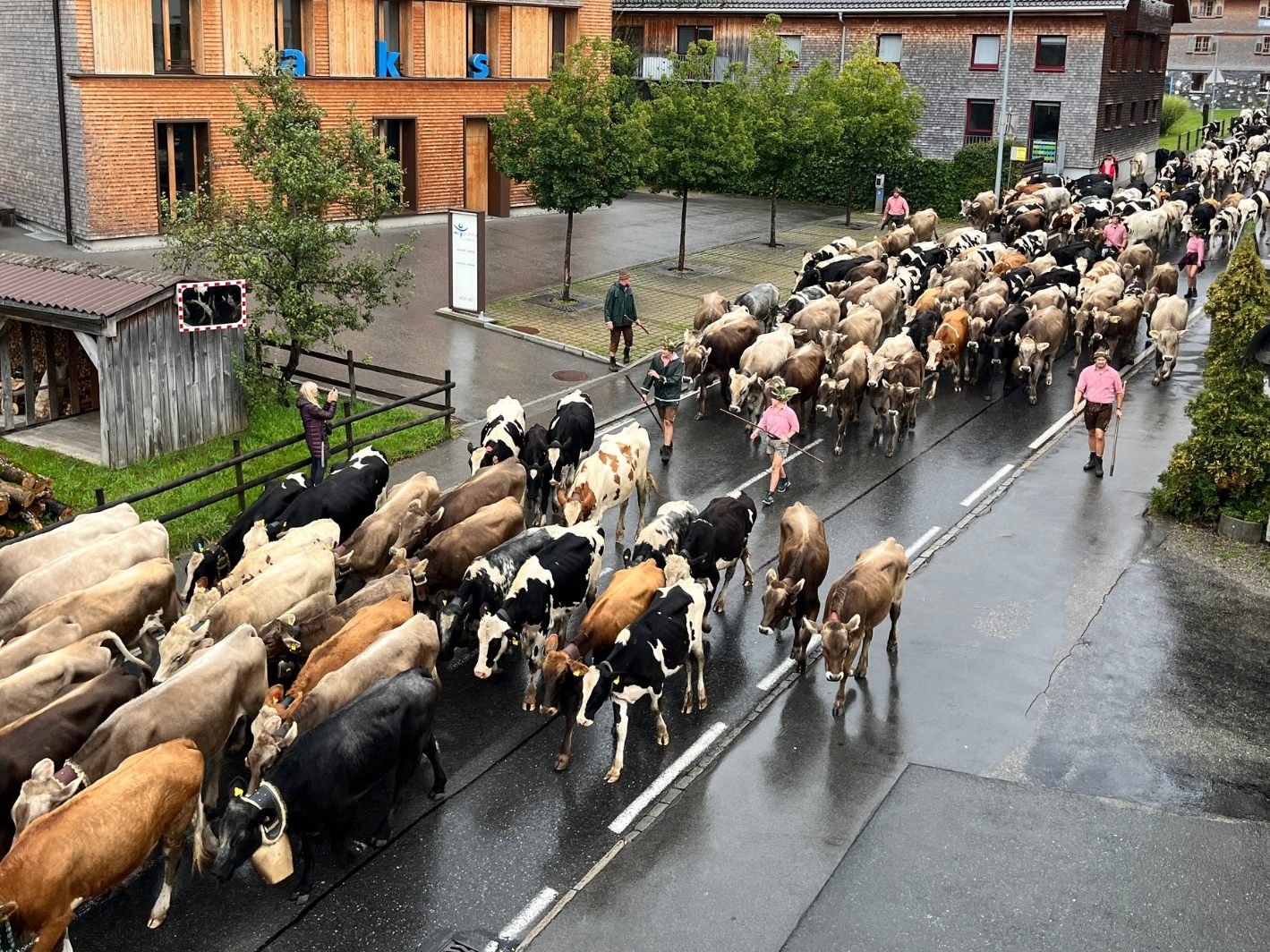 Alpabtrieb in Lingenau. Alpabtrieb in Lingenau.