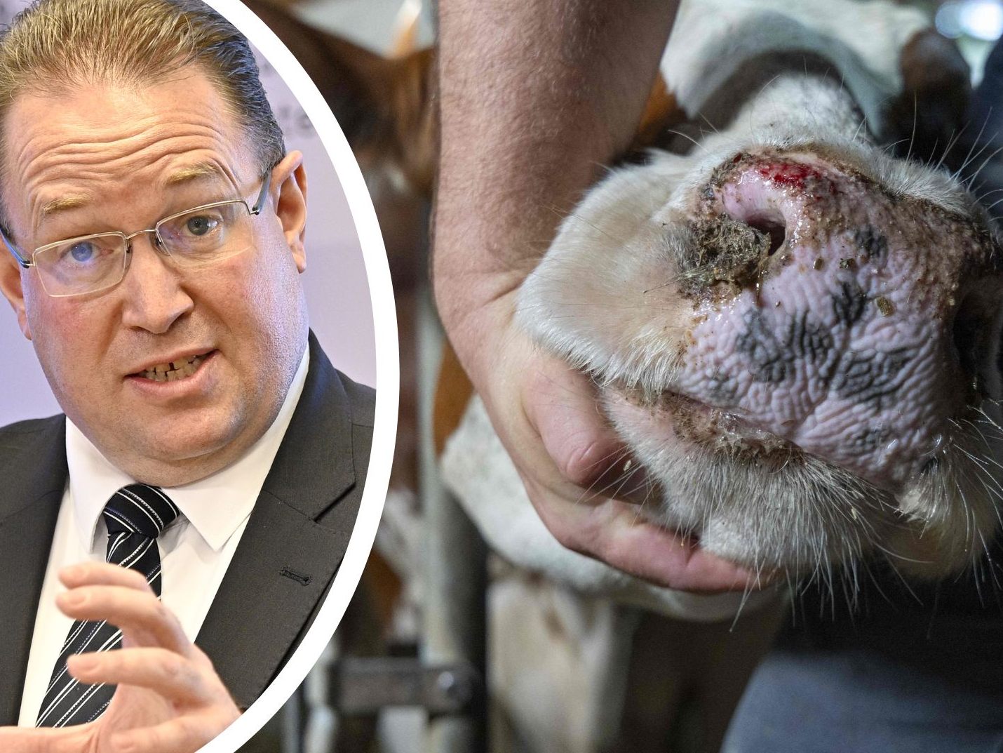 Nachweise bei Rindern - Impfung von Schaf und Rind nicht verpflichtend