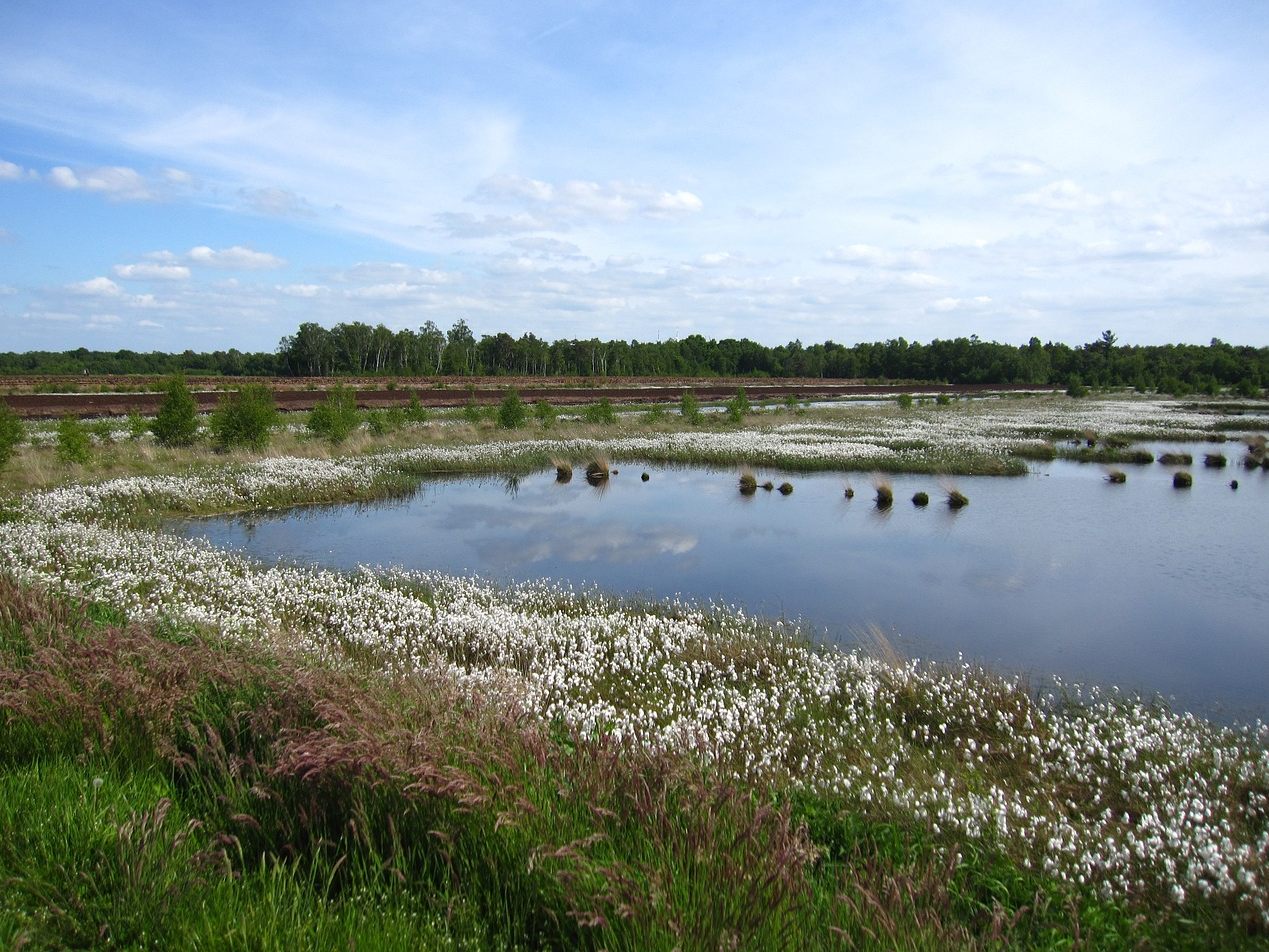 Intakte Moore können viel Wasser aufnehmen.