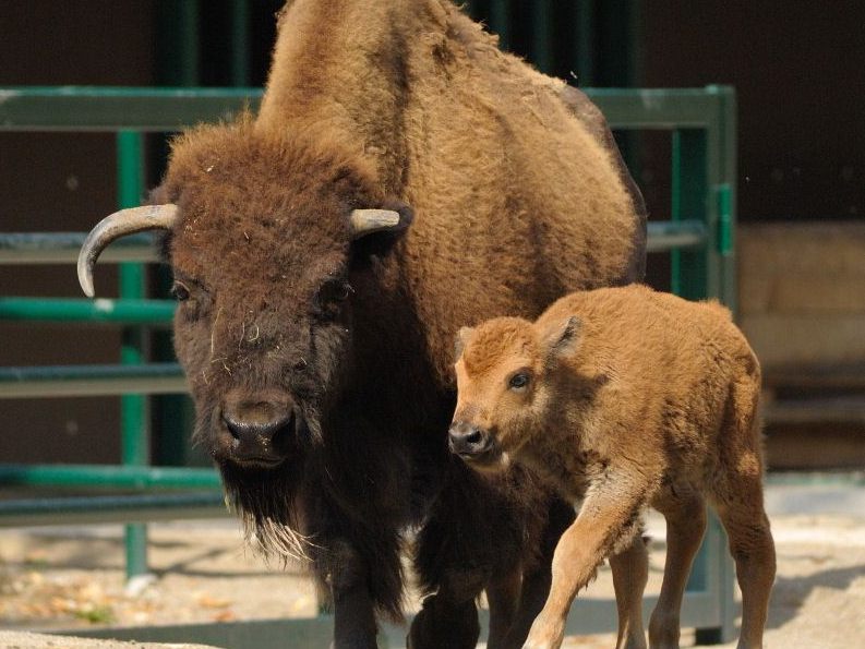 Die Schönbrunner Bisonherde ist nach einer Virus-Infektion tot.