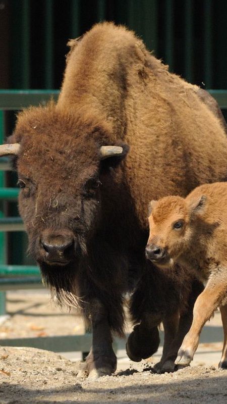 Die Schönbrunner Bisonherde ist nach einer Virus-Infektion tot.