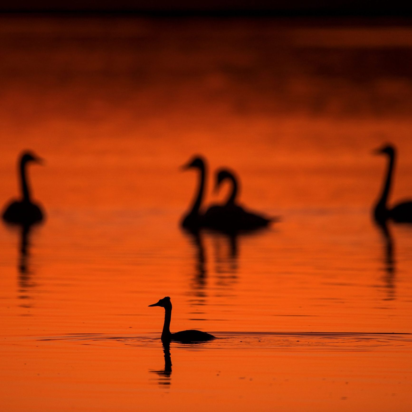 Mehrere Vogelgrippe-Nachweise gab es bereits bei Wildvögeln.