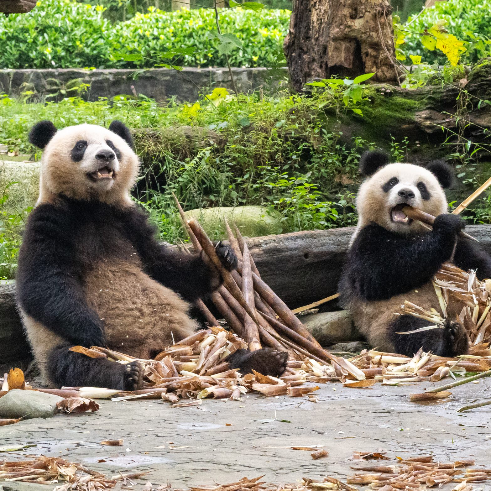 Der Wiener Zoo Schönbrunn bekommt bald wieder Zuwachs.