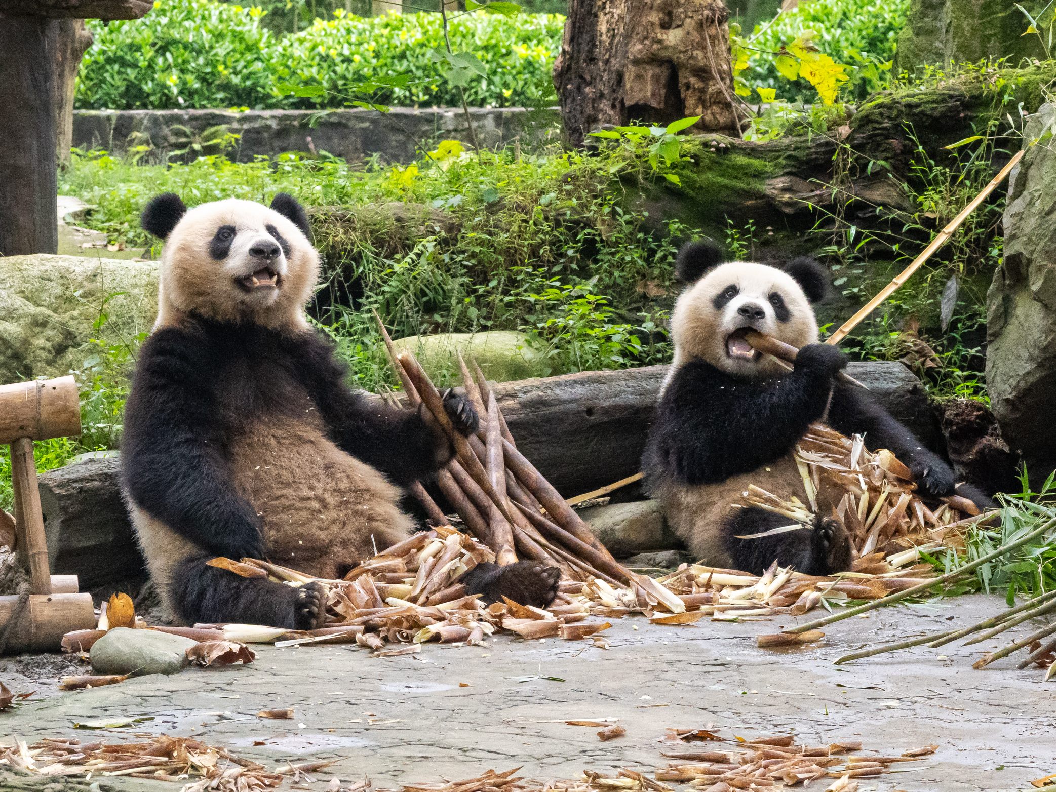 Der Wiener Zoo Schönbrunn bekommt bald wieder Zuwachs. Der Wiener Zoo Schönbrunn bekommt bald wieder Zuwachs.