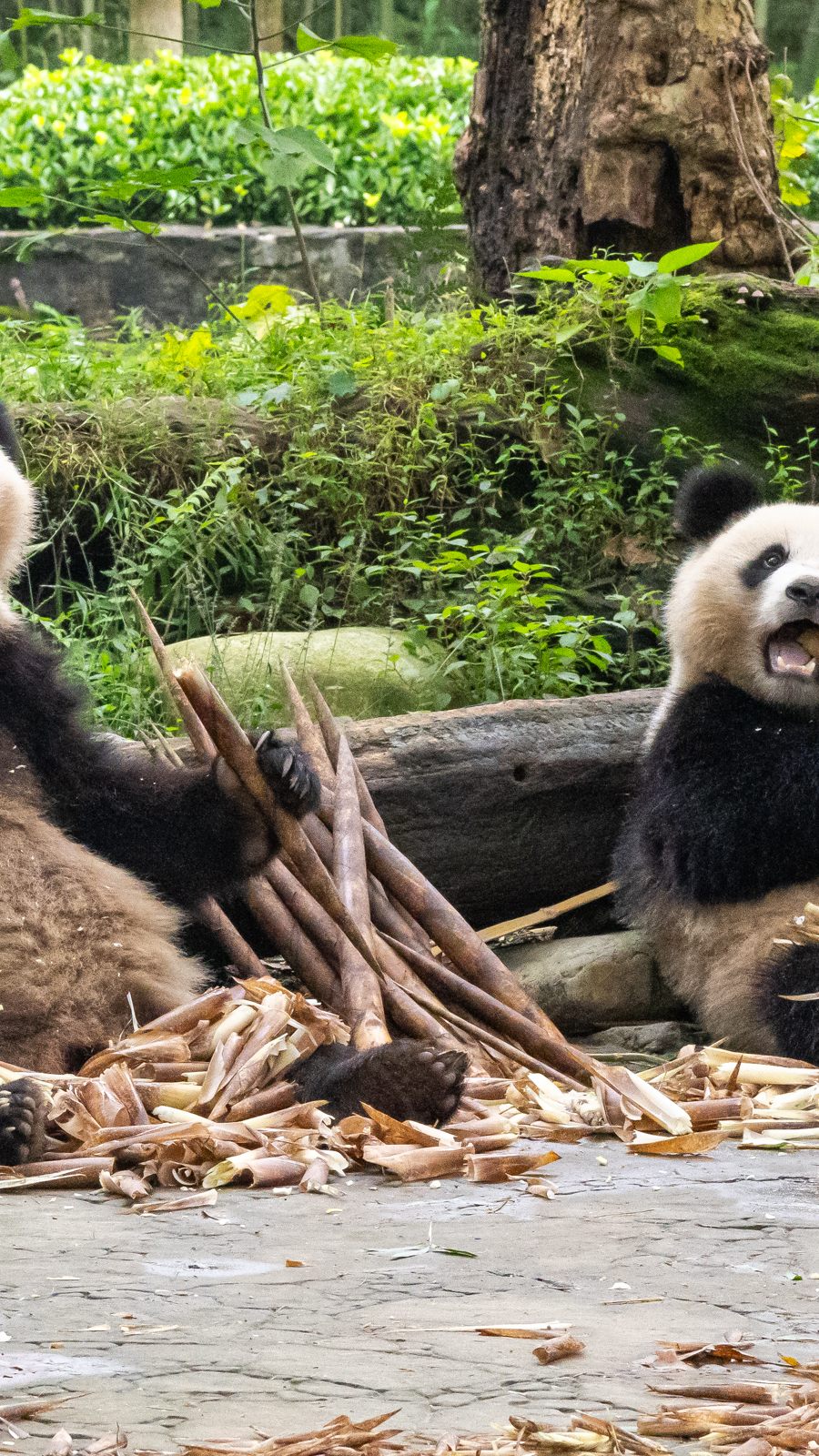 Der Wiener Zoo Schönbrunn bekommt bald wieder Zuwachs.
