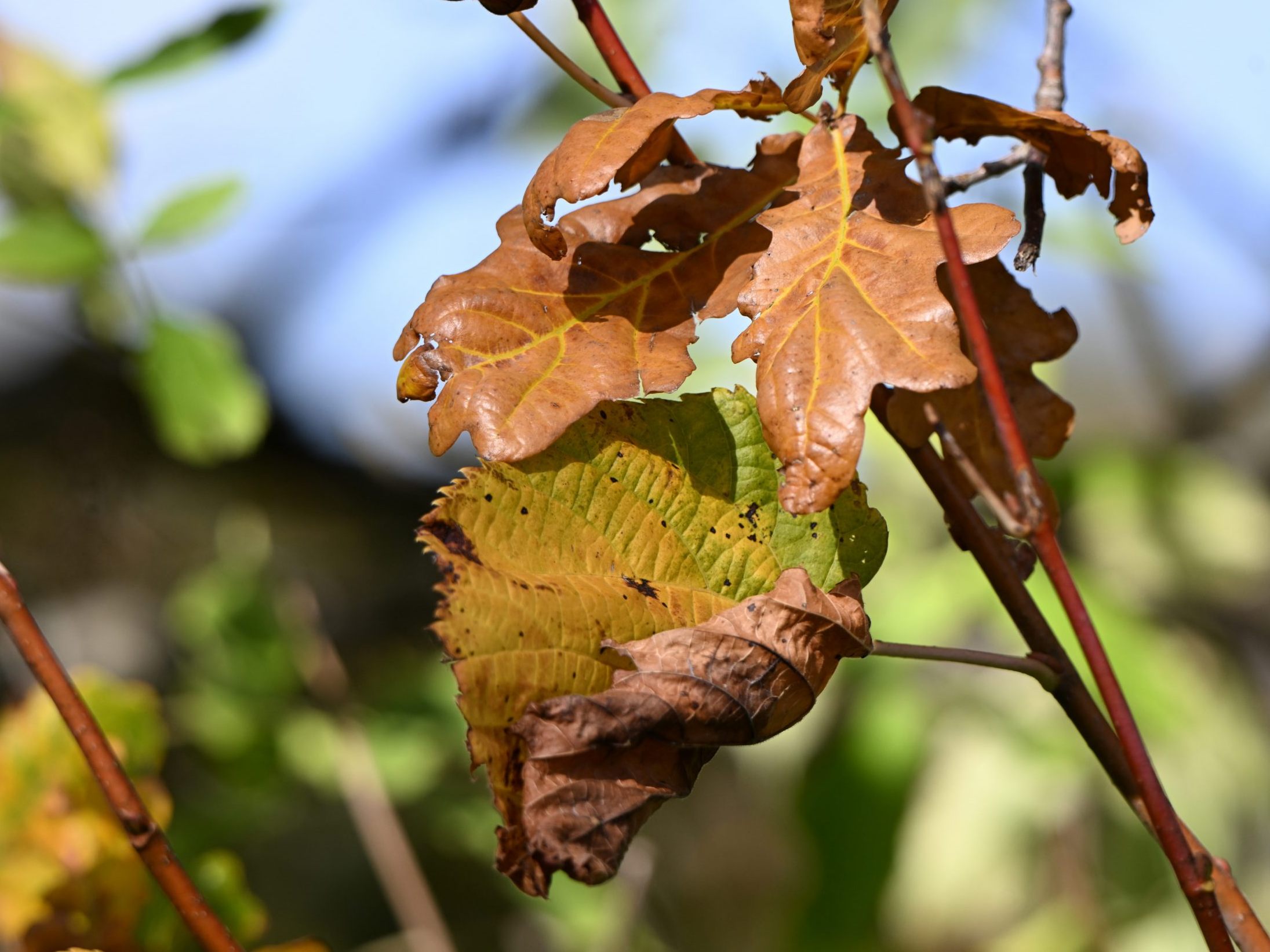 Das ruhige Herbstwetter setzt sich fort.